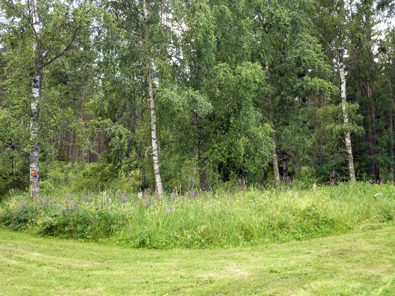 110624-25-Midsommar-066