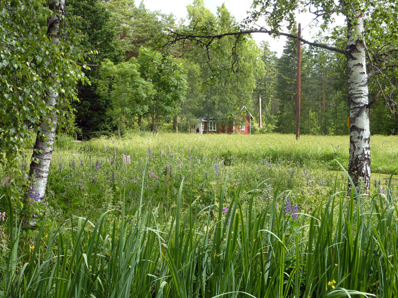 110624-25-Midsommar-078