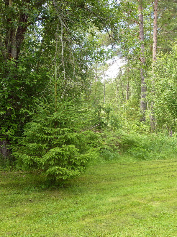 110624-25-Midsommar-090