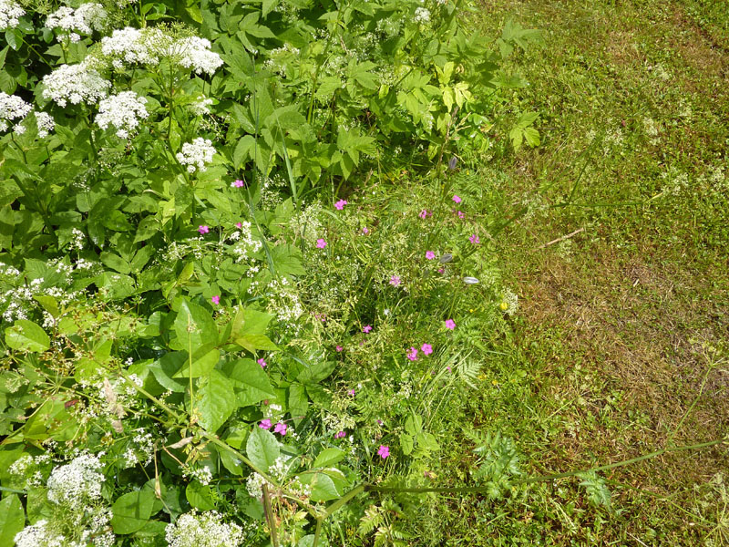 110624-25-Midsommar-092