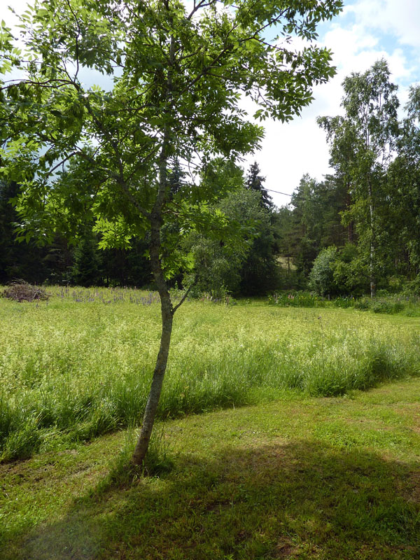 110624-25-Midsommar-093