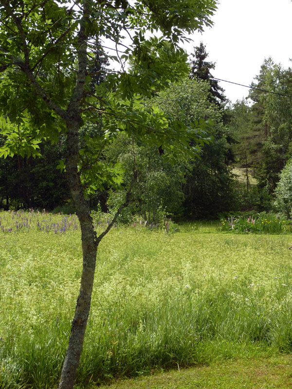 110624-25-Midsommar-094