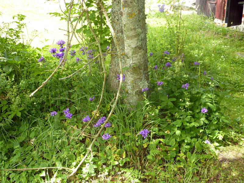 110624-25-Midsommar-098