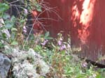 02009-Annas Bilder-177