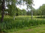 110624-25-Midsommar-077