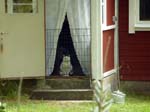 110624-25-Midsommar-083
