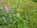 110624-25-Midsommar-085