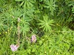 110624-25-Midsommar-086