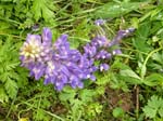 110624-25-Midsommar-089