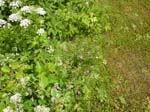 110624-25-Midsommar-092
