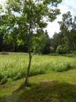 110624-25-Midsommar-093