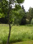 110624-25-Midsommar-094
