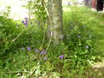 110624-25-Midsommar-098