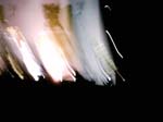 020826-Korn-Globen-004