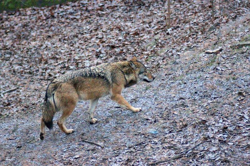 071215-Skansen-006