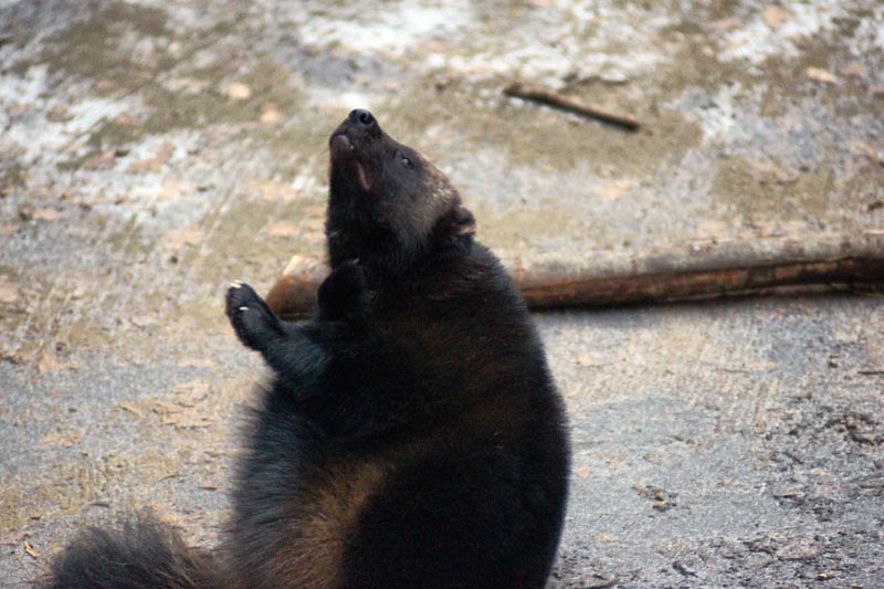 071215-Skansen-008