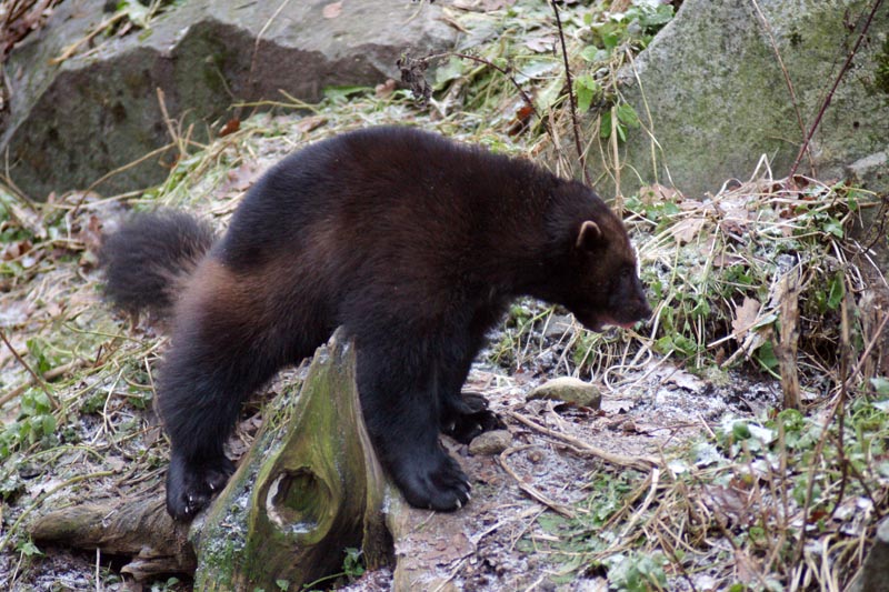 071215-Skansen-009