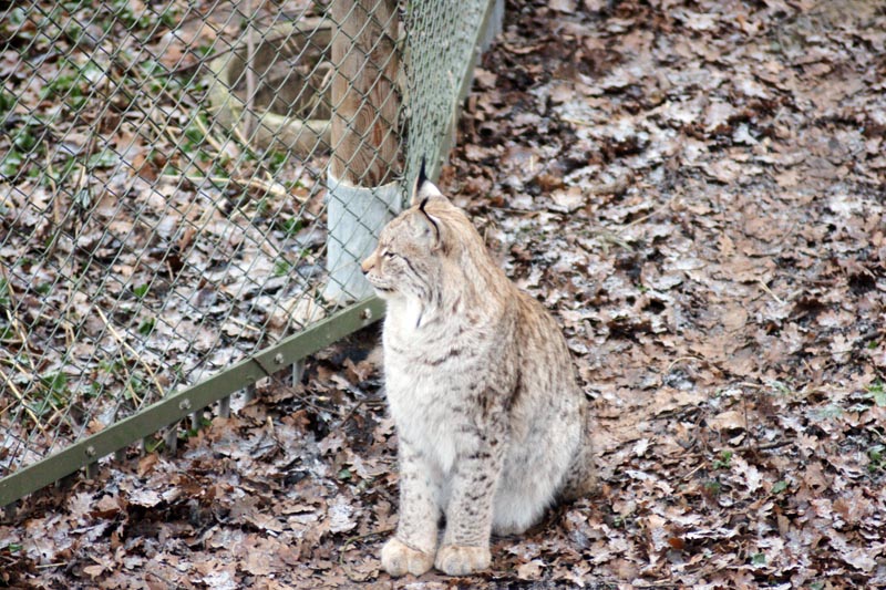 071215-Skansen-016