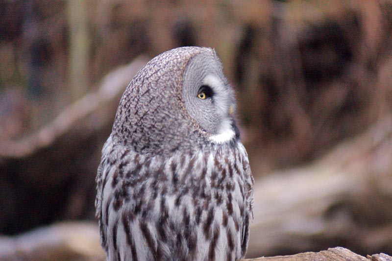 071215-Skansen-020