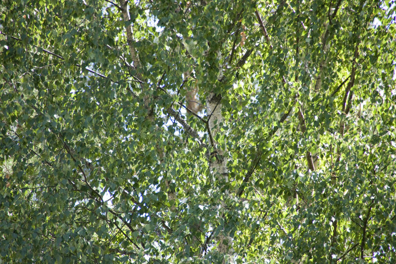 080714-16-Gävle-006