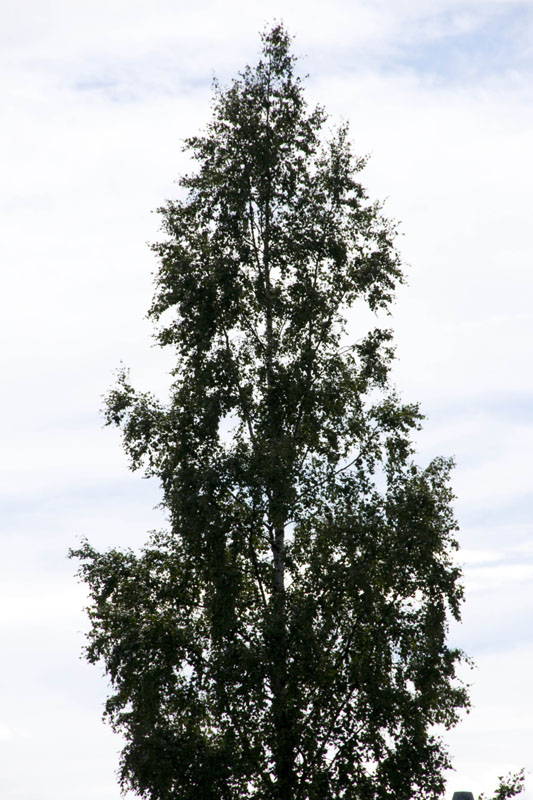 080714-16-Gävle-009