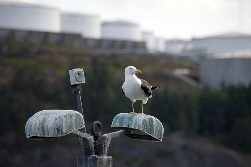 080729-Fjäderholmarna-005
