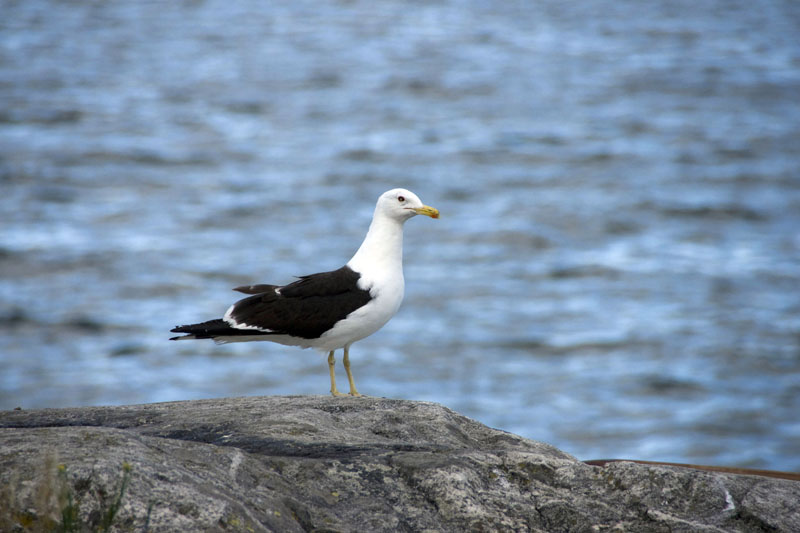 080729-Fjäderholmarna-008