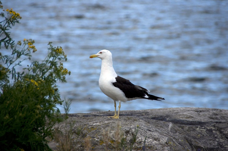 080729-Fjäderholmarna-009