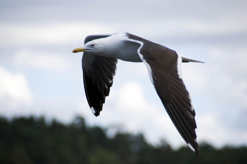 080729-Fjäderholmarna-010