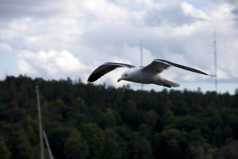 080729-Fjäderholmarna-011