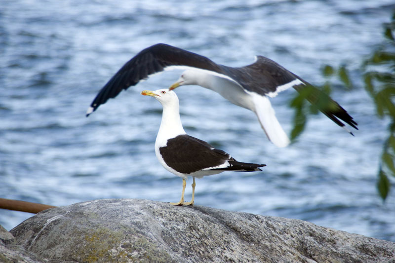 080729-Fjäderholmarna-015
