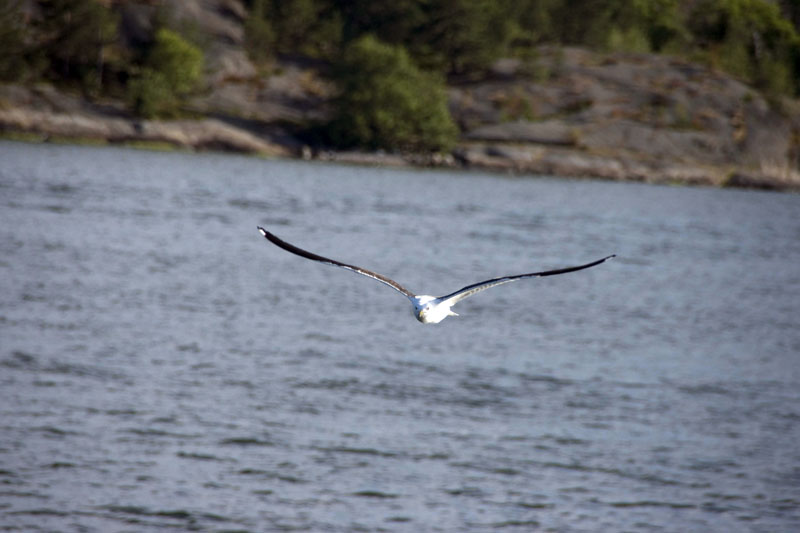 080729-Fjäderholmarna-020