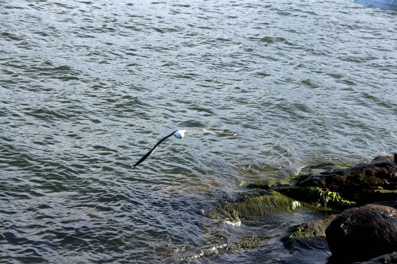 080729-Fjäderholmarna-021