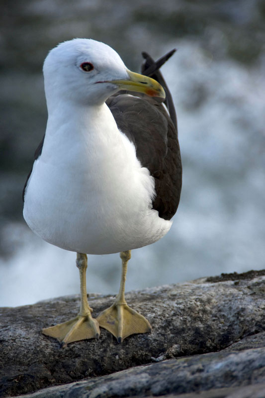 080729-Fjäderholmarna-025
