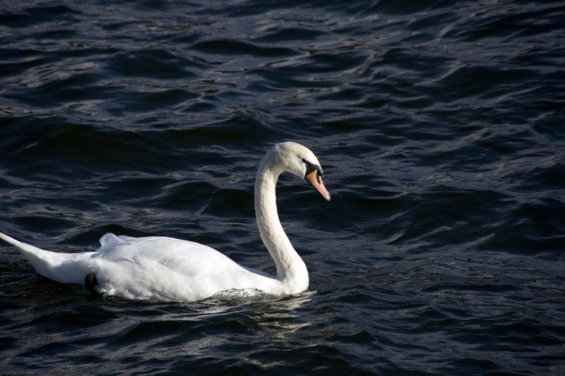 080729-Fjäderholmarna-030