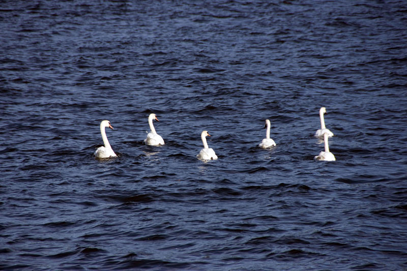 080729-Fjäderholmarna-031