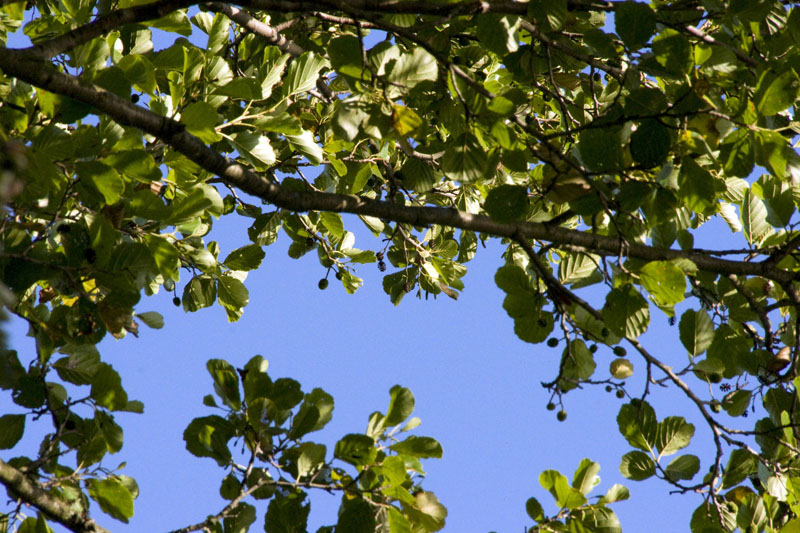 080729-Fjäderholmarna-043