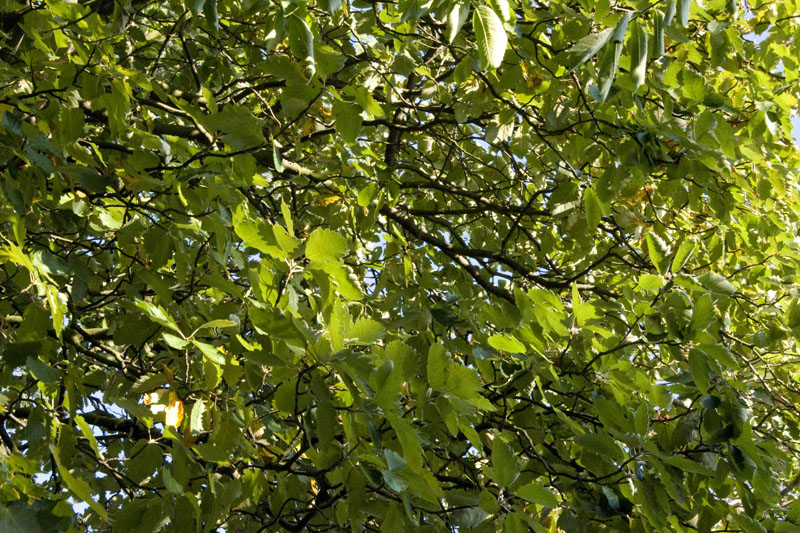 080729-Fjäderholmarna-044