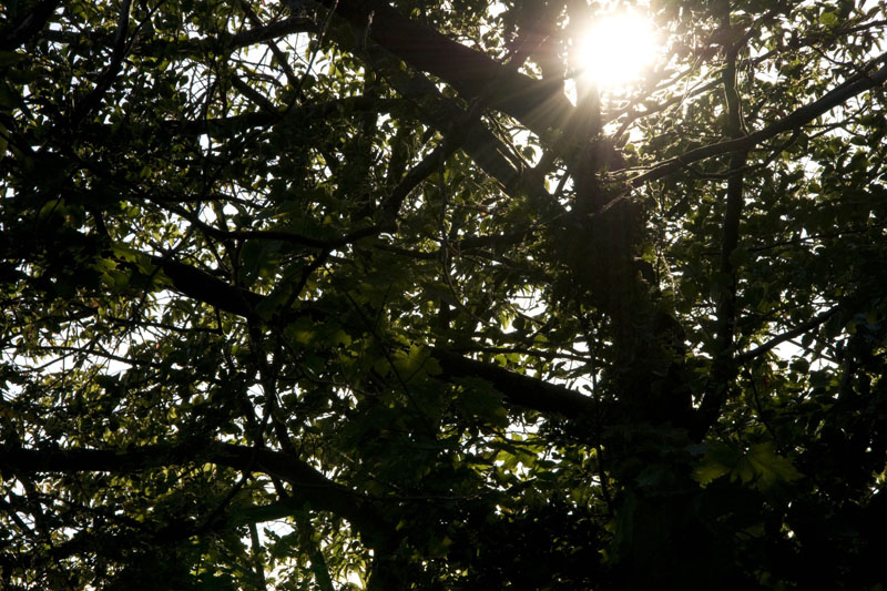 080729-Fjäderholmarna-048