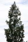 080714-16-Gävle-009