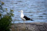 080729-Fjäderholmarna-009