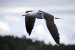 080729-Fjäderholmarna-010