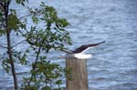 080729-Fjäderholmarna-012