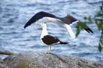 080729-Fjäderholmarna-015
