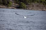080729-Fjäderholmarna-020