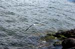 080729-Fjäderholmarna-021