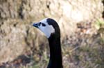 080729-Fjäderholmarna-039