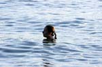 080729-Fjäderholmarna-046