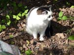 090619-Midsommar-003