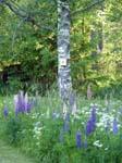 090619-Midsommar-012